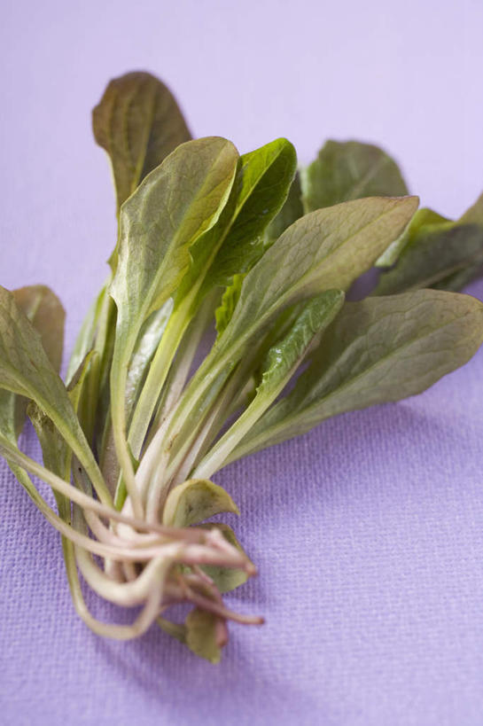 无人,竖图,俯视,室内,特写,白天,蔬菜,叶子,紫色背景,朦胧,模糊,新鲜,莴苣,莴笋,食品,菜叶,食物,摄影,有机食品,绿色食品,影棚,香笋,千金菜,彩图,高角度拍摄,影棚拍摄,拍摄