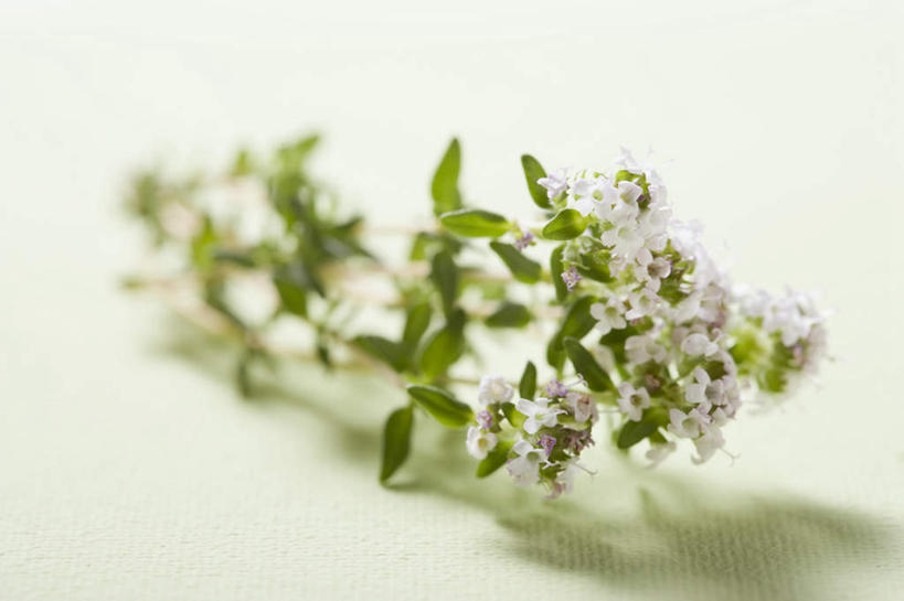 无人,横图,俯视,室内,特写,白天,白色背景,朦胧,模糊,芳香,盛开,花蕾,花,花瓣,花朵,鲜花,香草,花苞,花蕊,摄影,影棚,吉祥,百里香,麝香草,如意,勇气,勇敢,地椒,自尊,不屈,平安,彩图,高角度拍摄,影棚拍摄,拍摄