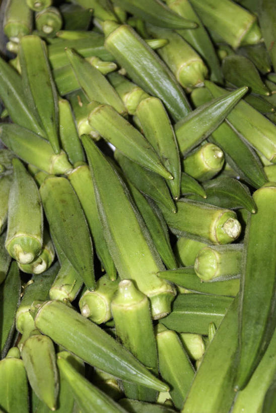 无人,竖图,俯视,室内,特写,白天,蔬菜,叶子,许多,大量,朦胧,模糊,新鲜,秋葵,食品,绿叶,食物,绿色,有机食品,绿色食品,毛茄,羊角豆,黄秋葵,咖啡黄葵,彩图,高角度拍摄