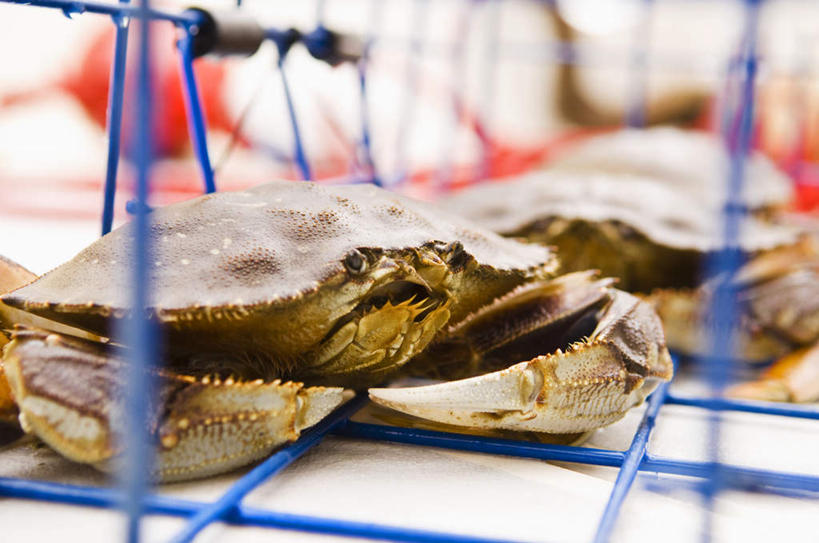 海鲜,蟹,无人,横图,俯视,室内,特写,白天,餐桌,桌子,阴影,朦胧,模糊,反射,螃蟹,篮子,影子,水产,海洋生物,摄影,影棚,餐台,水生动物,海产品,水生物,海底动物,邓杰内斯蟹,邓金斯螃蟹,邓津蟹,黄道蟹,黄金蟹,首长黄道蟹,彩图,高角度拍摄,影棚拍摄,拍摄