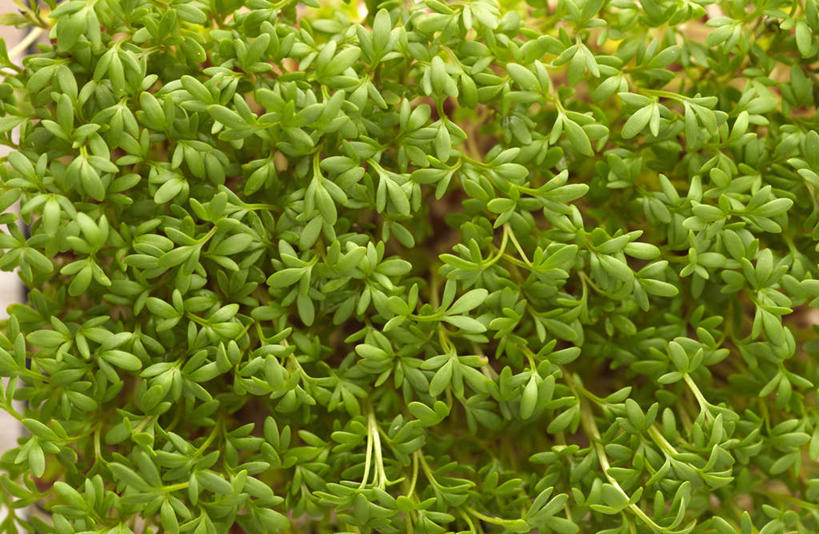 无人,横图,俯视,室外,特写,白天,芹菜,蔬菜,叶子,朦胧,模糊,新鲜,食品,绿叶,食物,嫩叶,有机食品,绿色食品,根芹菜,根洋芹,球根塘蒿,叶,叶片,药芹,水芹,旱芹,彩图,高角度拍摄