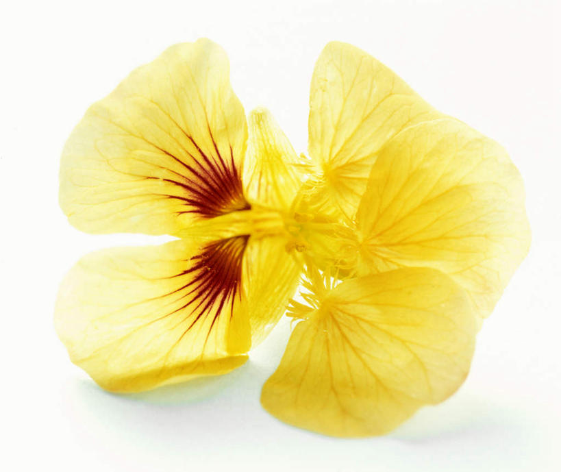 无人,横图,俯视,室内,特写,白天,白色背景,餐桌,桌子,阴影,盛开,反射,影子,花蕾,花,花瓣,花朵,鲜花,一朵,黄色,花苞,花蕊,摄影,影棚,餐台,旱金莲,金莲花,寒金莲,旱荷,旱莲花,金钱莲,大红雀,彩图,高角度拍摄,影棚拍摄,拍摄