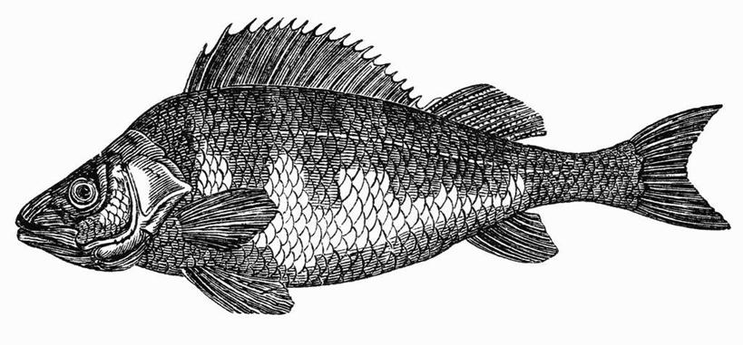 海鲜,无人,横图,黑白,插画,室内,特写,白天,白色背景,正面,抽象,数码,科技,一条,阴影,网络,鱼,高光,几何,计算机图形,合成,图画,海洋生物,手绘,画,创意,虚幻,电脑合成图,数码合成图,合成图,海产品,漫画,素描,鱼鳞,鱼鳍,写实,具体,具象