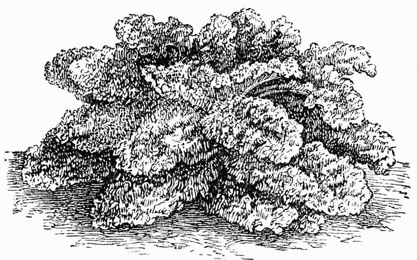 无人,横图,黑白,插画,室内,特写,白天,白色背景,正面,抽象,数码,科技,蔬菜,椰菜,卷心菜,静物,叶子,阴影,新鲜,网络,食品,绿叶,高光,几何,计算机图形,合成,图画,手绘,画,食物,一个,嫩叶,甘蓝,创意,有机食品,绿色食品,单个,虚幻,电脑合成图,数码合成图,合成图,漫画,素描,写实,具体,具象,叶,叶片,结球甘蓝,甘兰,包心菜