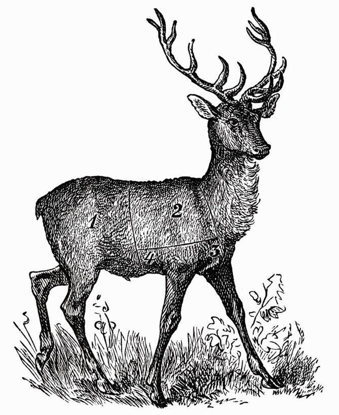 无人,站,竖图,黑白,插画,室内,特写,白天,白色背景,正面,抽象,数码,科技,草地,草坪,植物,哺乳动物,鹿,野生动物,静物,一头,阴影,网络,高光,几何,计算机图形,合成,图画,注视,手绘,画,草,绿色,动物,观察,看,站着,可爱,创意,活泼,观看,虚幻,电脑合成图,数码合成图,察看,合成图,关注,鹿角,漫画,素描,写实,具体,具象,站立