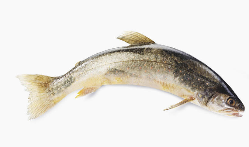 海鲜,三文鱼,无人,横图,俯视,室内,特写,白天,白色背景,鲑鱼,一条,阴影,反射,影子,水产,海洋生物,摄影,影棚,大马哈鱼,水生动物,海产品,水生物,海底动物,撒蒙鱼,萨门鱼,冰海之皇,鲑,马哈鱼,麻哈鱼,大麻哈鱼,彩图,高角度拍摄,全身,影棚拍摄,拍摄,红点鲑