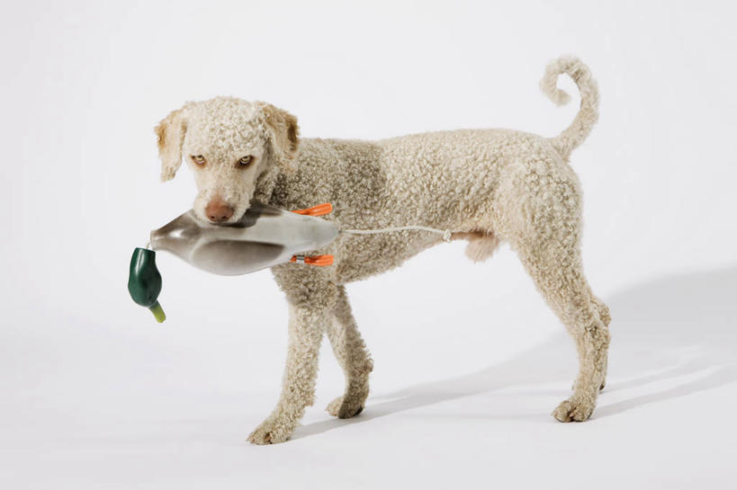 无人,站,横图,室内,特写,白天,白色背景,侧面,游戏,宠物,狗,玩具,阴影,反射,鸭,影子,猎犬,玩,扭头,注视,娱乐,家禽,一个,一只,动物,观察,看,站着,转头,休闲,可爱,益智,摄影,牲畜,影棚,单个,观看,活动,察看,叼,发泄,关注,消遣,智力,叼着,忠诚,宣泄,葡萄牙水犬,犬,玩耍,嬉戏,站立,彩图,全身,影棚拍摄,拍摄,单猎犬