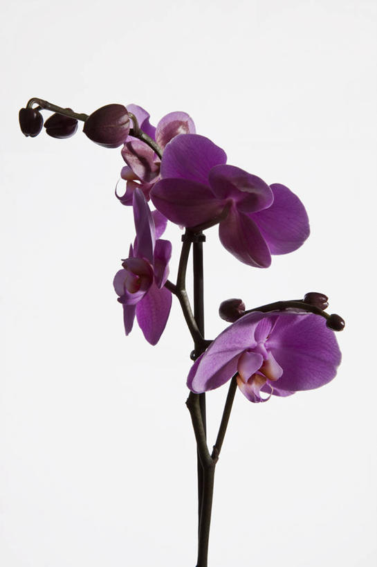 无人,竖图,室内,特写,白天,白色背景,正面,幸福,纯洁,蝴蝶兰,盛开,美丽,花蕾,花,花瓣,花朵,鲜花,紫色,花苞,花蕊,摄影,影棚,初恋,蝶兰,兰中皇后,彩图,影棚拍摄,拍摄