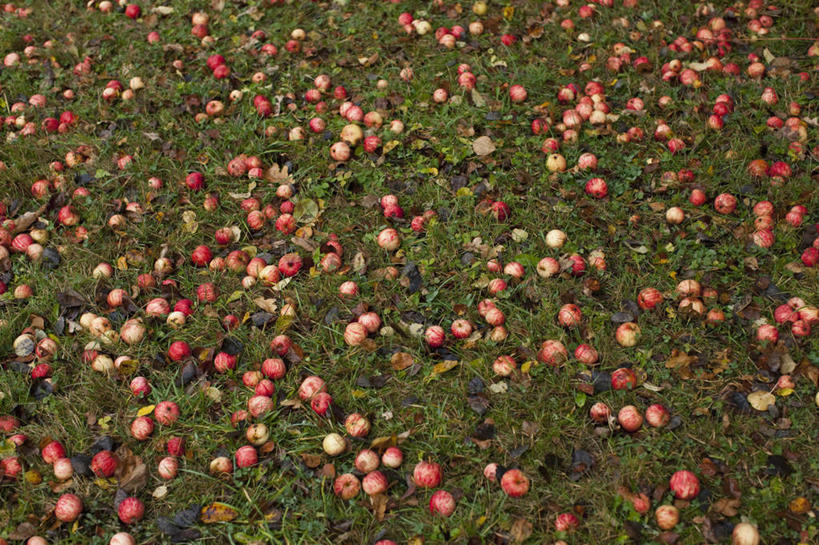 无人,横图,俯视,室外,特写,白天,美景,苹果,水果,瑞典,欧洲,许多,新鲜,景观,生食,食品,果实,食物,排列,自然,景色,有机食品,绿色食品,斯堪的纳维亚,自然风光,北欧,斯堪的那维亚,斯堪的那维亚半岛,斯堪的纳维亚半岛,摆列,布胡斯,瑞典王国,彩图,高角度拍摄,布列,分列