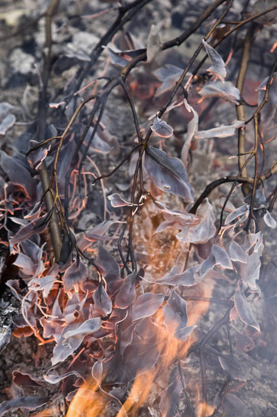 无人,竖图,室外,白天,正面,热情,森林,树林,植物,火,澳大利亚,火焰,枝条,燃烧,树,树木,树枝,绿色,自然,生长,成长,火灾,灾难,大洋洲,澳洲,南方大陆,澳大利亚联邦,维多利亚,维多利亚州,劫难,磨难,灾祸,虬枝,枝杈,彩图,灾害