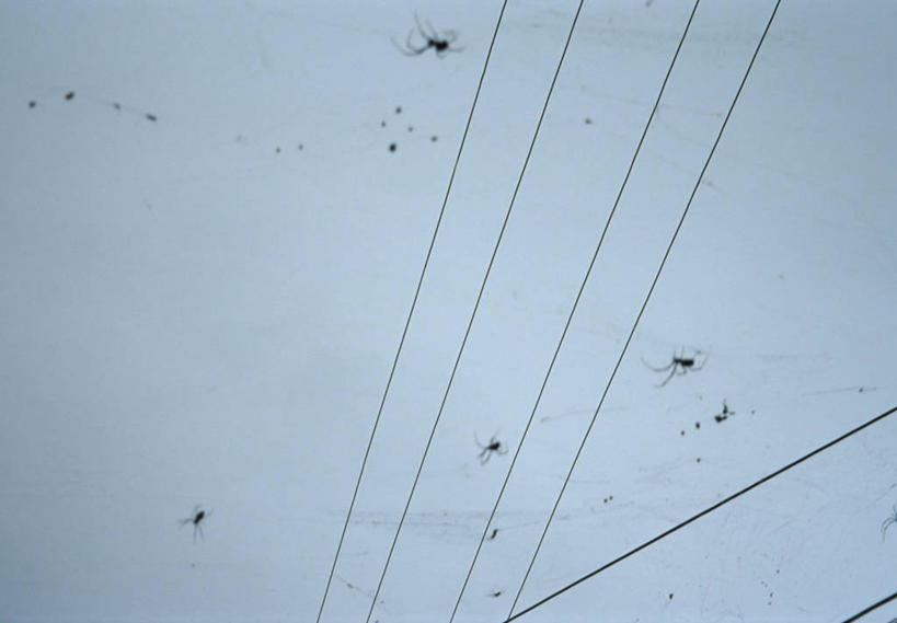 无人,横图,室外,白天,仰视,度假,美景,城市风光,城市,大理,中国,亚洲,阴影,朦胧,模糊,电力,光线,蜘蛛网,电线,网,线,影子,景观,云,云朵,电能,线路,云彩,娱乐,云南,蓝色,白云,蓝天,天空,阳光,天,享受,休闲,景色,放松,晴朗,电,电源,电源线,蜘蛛丝,能量,东亚,云南省,中华人民共和国,西南地区,蛛网,滇,大理州,大理白族自治州,捕杀,猎取,蛛丝,晴空,彩图,低角度拍摄