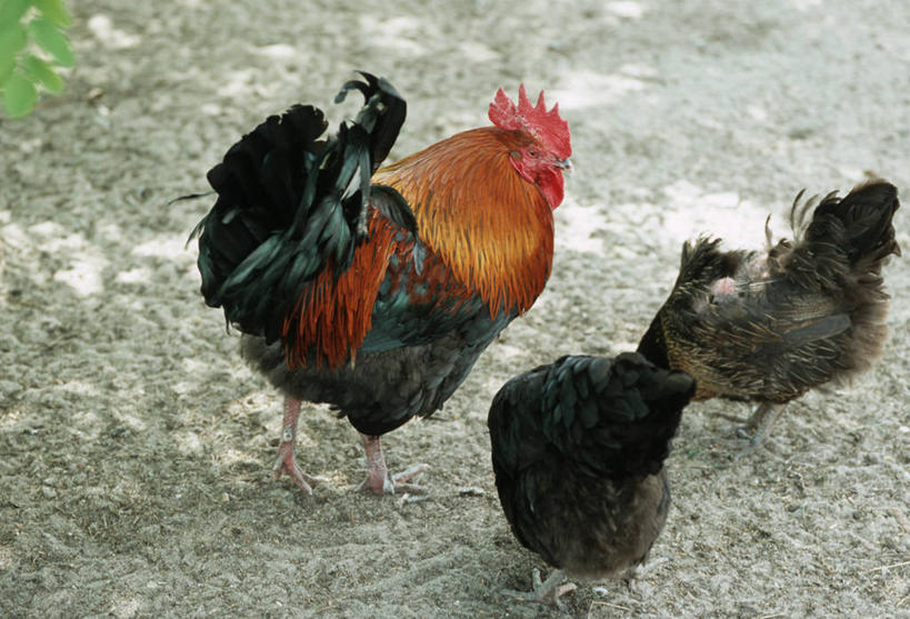 无人,站,横图,俯视,室外,白天,旅游,度假,草地,草坪,美景,植物,鸡,德国,欧洲,三只,朦胧,模糊,景观,注视,娱乐,家禽,草,绿色,自然,动物,观察,看,站着,享受,休闲,景色,放松,牲畜,观看,察看,西欧,关注,自然风光,德意志联邦共和国,勃兰登堡,勃兰登堡州,站立,彩图,高角度拍摄,全身