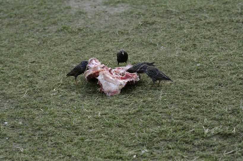 无人,站,吃,横图,俯视,室外,白天,旅游,度假,草地,草坪,美景,植物,鸟,野生动物,鹰,德国,欧洲,四只,鸟类,景观,肉,首都,注视,娱乐,肉类,柏林,草,绿色,自然,动物,观察,看,站着,享受,休闲,景色,放松,观看,察看,西欧,关注,自然风光,凶猛,肉食,鸢,德意志联邦共和国,柏林州,残暴,凶残,老鹰,嚼,食,站立,彩图,高角度拍摄,全身