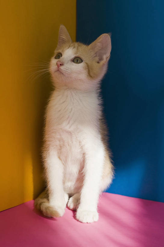 无人,坐,竖图,室内,白天,正面,宠物,猫,朦胧,模糊,墙,扭头,墙壁,墙面,一只,粉色,黄色,蓝色,动物,转头,可爱,猫咪,坐着,彩图,全身