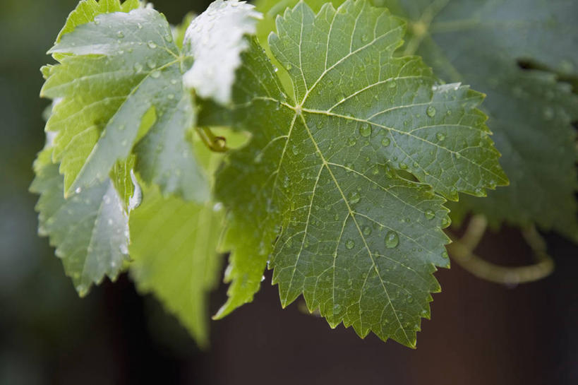 无人,果园,横图,室外,特写,白天,正面,美景,田园,葡萄,叶子,朦胧,模糊,景观,绿叶,葡萄园,自然,庄园,嫩叶,景色,自然风光,叶,叶片,山葫芦,蒲桃,草龙珠,彩图