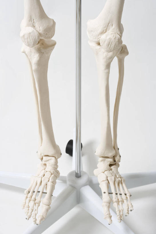骨骼,无人,竖图,俯视,室内,特写,白天,白色背景,静物,支架,骨头,模型,摄影,影棚,骨架,彩图,高角度拍摄,影棚拍摄,拍摄