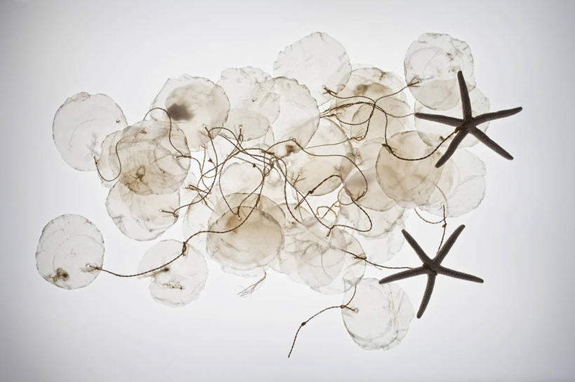 无人,横图,室内,特写,白天,白色背景,正面,海星,贝壳,海洋生物,两个,自然,动物,生物,摄影,影棚,棘皮动物门,贝类外壳,海螺壳,软体动物外壳,星鱼,彩图,全身,影棚拍摄,拍摄,双壳贝类,双壳纲,珍珠贝,珠母贝