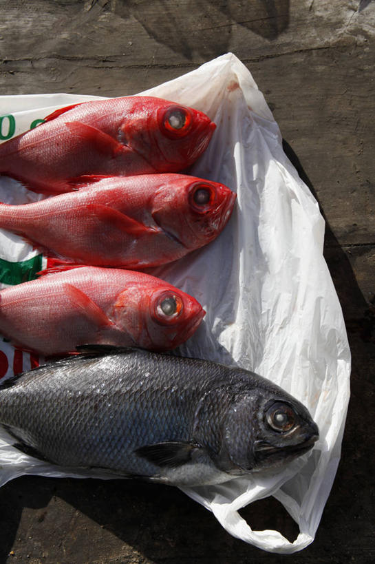 海鲜,无人,竖图,俯视,室外,特写,白天,购物,消费,袋子,一排,整齐,鱼,手提袋,塑料,购物袋,塑料袋,水产,鱼类,海洋生物,排列,红色,黑色,塑料制品,四条,金融,队列,购买,水生动物,海产品,水生物,贸易,海底动物,马夹袋,马甲袋,半身,彩图,高角度拍摄