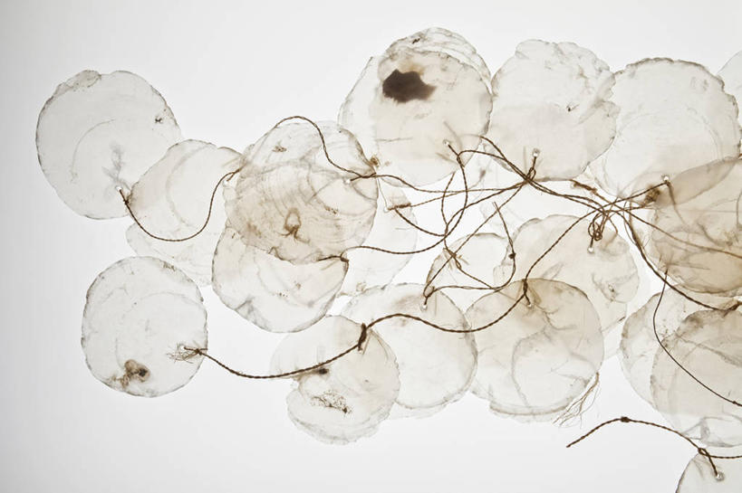 无人,横图,室内,特写,白天,白色背景,正面,贝壳,许多,很多,摄影,影棚,贝类外壳,海螺壳,软体动物外壳,半身,彩图,影棚拍摄,拍摄,双壳贝类,双壳纲,珍珠贝,珠母贝