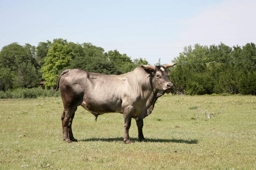 无人,站,横图,室外,白天,侧面,旅游,度假,草地,草坪,美景,植物,城市,牛,美国,一头,阴影,光线,影子,景观,云,云朵,云彩,扭头,注视,娱乐,草,树,树木,蓝色,绿色,白云,蓝天,天空,阳光,自然,动物,天,观察,看,站着,转头,享受,休闲,家畜,景色,放松,牲畜,生长,晴朗,成长,观看,察看,北美,北美洲,关注,自然风光,德克萨斯州,美洲,德克萨斯,得州,德州,得克萨斯州,孤星之州,首府,北亚美利加洲,亚美利加洲,奥斯汀,奥斯丁,晴空,站立,彩图,全身