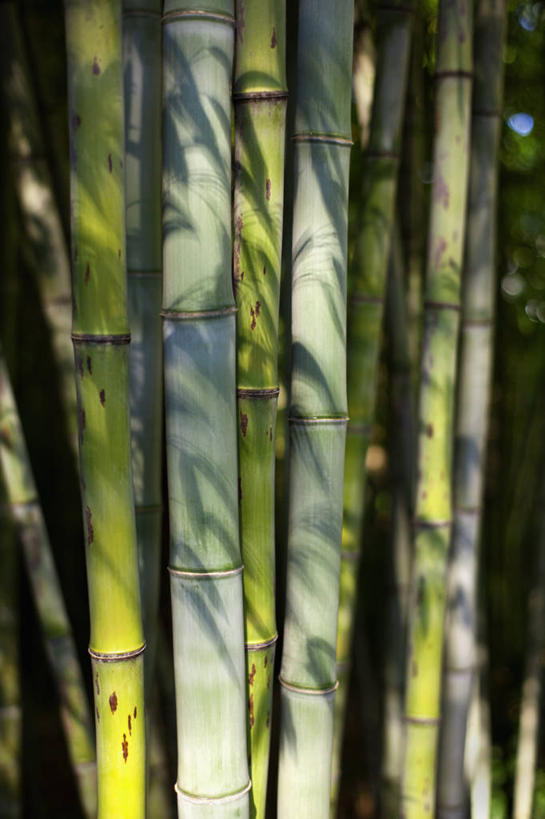 无人,竖图,室外,白天,正面,旅游,度假,纯洁,美景,城市,竹子,美国,阴影,光线,影子,景观,竹林,娱乐,阳光,自然,享受,休闲,景色,放松,北美,高雅,北美洲,自然风光,美洲,首府,北卡罗来纳州,北亚美利加洲,亚美利加洲,奉献,质朴,正直,北卡罗来纳,焦油脚根之州,黑油鞋根之州,老北州,担当,罗利,罗利市,竹,彩图,奋进,操守,四君子,岁寒三友,性坚,虚怀,虚心,善群,卓尔