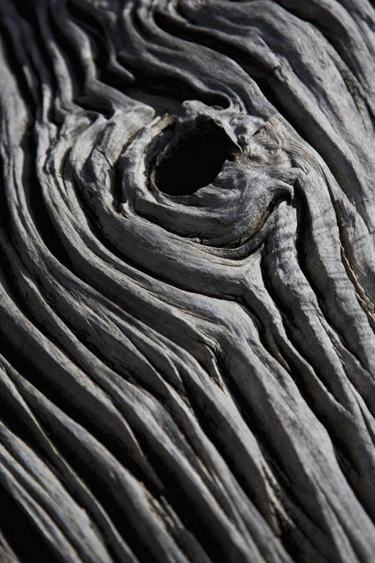 无人,竖图,室外,特写,白天,正面,静物,枯萎,纹路,纹理,树桩,树,树干,木桩,南美,死亡,南美洲,拉丁美洲,美洲,肌理,亚美利加洲,南亚美利加洲,巴塔哥尼亚高原,巴塔哥尼亚,枯败,彩图