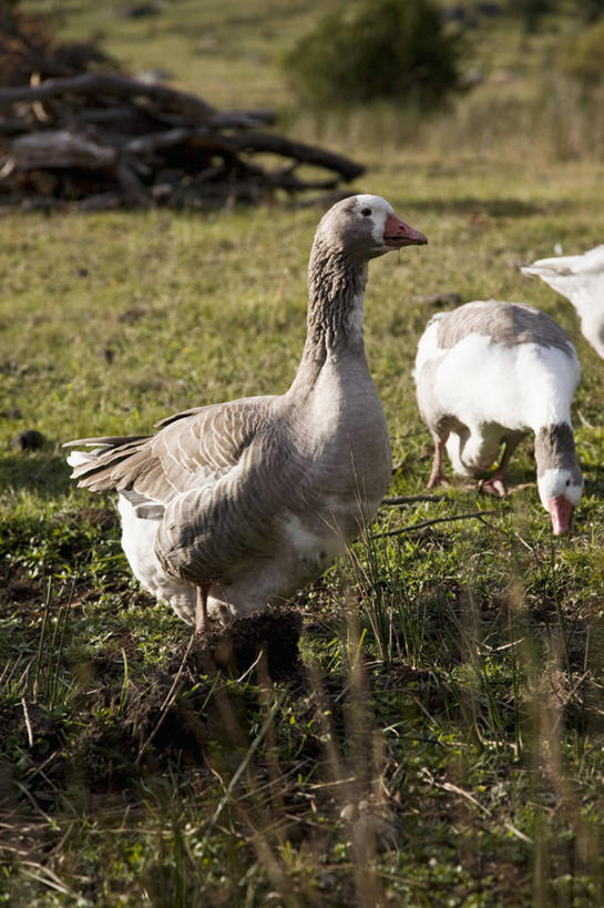 无人,农场,站,竖图,室外,白天,侧面,旅游,度假,畜牧业,牧场,草地,草坪,美景,植物,鹅,鸟,阴影,光线,鸟类,水鸟,影子,景观,注视,娱乐,草,树,树木,绿色,阳光,自然,观察,看,站着,两只,享受,休闲,景色,南美,放松,生长,成长,观看,察看,南美洲,拉丁美洲,关注,自然风光,美洲,加拿大鹅,畜牧,牧业,亚美利加洲,南亚美利加洲,巴塔哥尼亚高原,巴塔哥尼亚,站立,半身,彩图