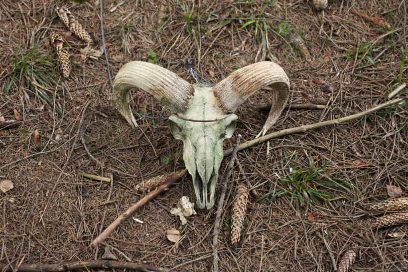 颅骨,无人,横图,俯视,室外,特写,白天,草地,草坪,植物,羊,阴影,光线,影子,草,绿色,阳光,动物,家畜,牲畜,死亡,羊角,殒命,灭亡,头盖骨,绵羊,彩图,高角度拍摄