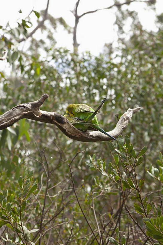 无人,家庭,站,竖图,室外,白天,正面,美景,植物,鸟,鹦鹉,澳大利亚,阴影,光线,鸟类,影子,景观,枝条,注视,树,树木,树枝,蓝色,蓝天,天空,阳光,自然,动物,天,观察,看,站着,两只,温暖,温馨,一家人,景色,可爱,活泼,晴朗,观看,和睦,察看,关注,自然风光,交配,大洋洲,澳洲,万里无云,南方大陆,澳大利亚联邦,观赏鸟,西澳大利亚,西澳大利亚州,虬枝,枝杈,彩凤,虎皮鹦鹉,娇凤,晴空,晴空万里,站立,彩图,全身,菲茨罗伊,金伯利高原,融洽