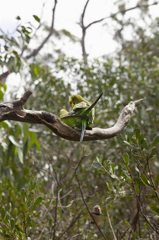 无人,家庭,站,竖图,室外,白天,正面,美景,植物,鸟,鹦鹉,澳大利亚,阴影,光线,鸟类,影子,景观,枝条,注视,树,树木,树枝,蓝色,蓝天,天空,阳光,自然,动物,天,观察,看,站着,两只,温暖,温馨,一家人,景色,可爱,活泼,晴朗,观看,和睦,察看,关注,自然风光,交配,大洋洲,澳洲,万里无云,南方大陆,澳大利亚联邦,观赏鸟,西澳大利亚,西澳大利亚州,虬枝,枝杈,彩凤,虎皮鹦鹉,娇凤,晴空,晴空万里,站立,彩图,全身,菲茨罗伊,金伯利高原,融洽