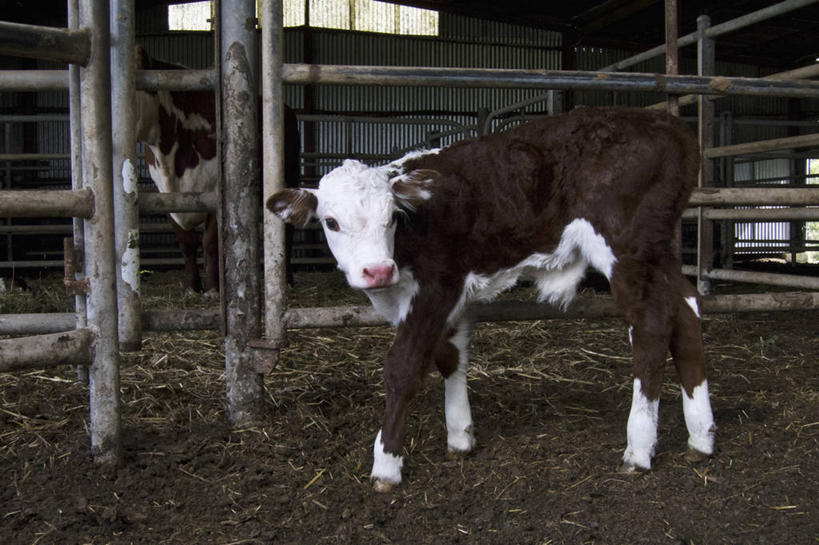 无人,农场,栏杆,站,横图,室内,白天,侧面,畜牧业,牧场,牛,一头,花纹,围栏,乳牛,扭头,注视,护栏,动物,观察,看,站着,转头,家畜,牲畜,观看,察看,关注,斑纹,畜牧,牧业,奶牛,站立,彩图,全身