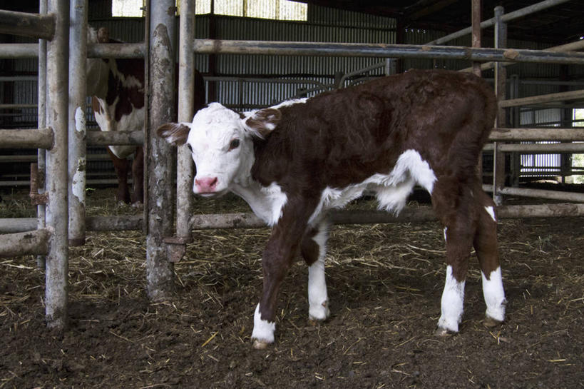 无人,农场,栏杆,站,横图,室内,白天,侧面,畜牧业,牧场,牛,一头,花纹,围栏,乳牛,注视,护栏,动物,观察,看,站着,家畜,牲畜,观看,察看,关注,斑纹,畜牧,牧业,奶牛,站立,彩图,全身