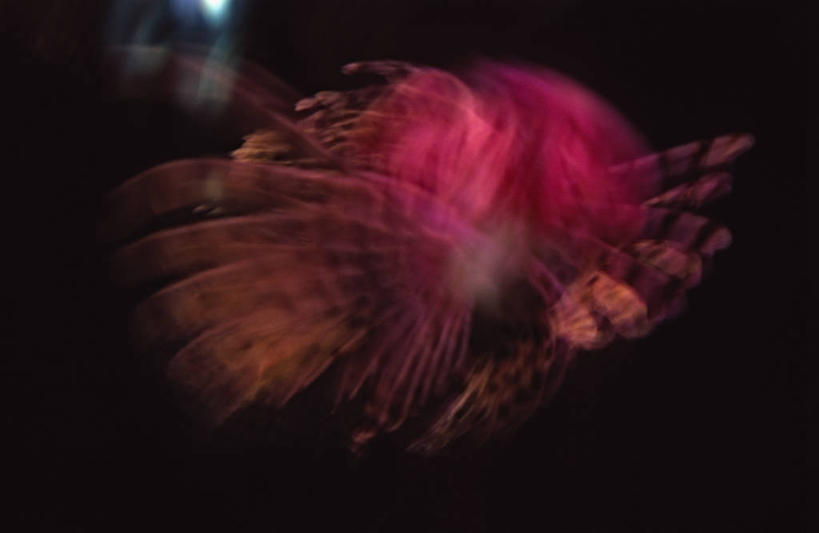 无人,横图,室内,特写,白天,正面,水下,一条,阴影,反射,影子,海洋生物,红色,狮子鱼,水生动物,水生物,海底动物,蓑鲉,伤害,毒物,危险,彩图,全身