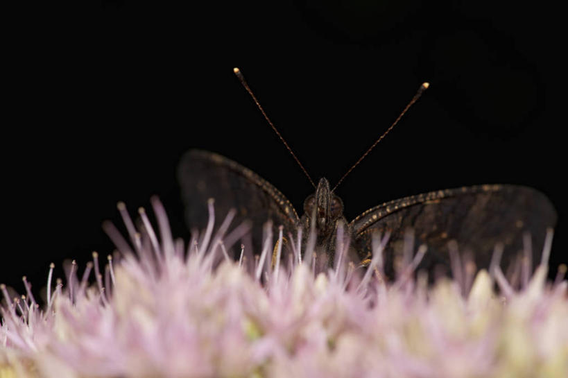 无人,横图,室外,特写,白天,正面,旅游,度假,花海,花圃,美景,植物,蝴蝶,叶子,德国,欧洲,伸展,张开,展翅,黑色背景,朦胧,模糊,盛开,翅膀,昆虫,景观,首都,花蕾,停留,娱乐,柏林,花,花瓣,花朵,花卉,鲜花,一只,粉色,绿色,自然,动物,花丛,花束,花田,花苞,花蕊,享受,休闲,景色,放松,蛱蝶,停止,西欧,自然风光,益虫,张开翅膀,孔雀蛱蝶,德意志联邦共和国,四足蝶,残锷线蛱蝶,柏林州,逗留,停顿,展开翅膀,孔雀蝴蝶,彩图,全身