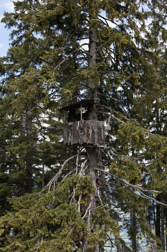 无人,家,木屋,竖图,室外,白天,仰视,旅游,度假,美景,植物,奥地利,欧洲,阴影,光线,影子,景观,云,云朵,云彩,娱乐,住宅,树,树木,蓝色,绿色,白云,蓝天,天空,阳光,自然,天,享受,休闲,景色,放松,生长,晴朗,成长,自然风光,中欧,奥地利共和国,策尔湖,晴空,彩图,低角度拍摄,茅舍,茅屋,棚屋,小木屋,小屋,树屋