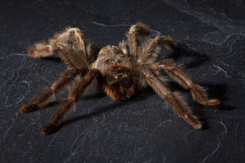 无人,横图,俯视,室内,特写,白天,阴影,黑色背景,反射,昆虫,蜘蛛,影子,一只,动物,趴着,摄影,影棚,八脚螅,节肢动物,益虫,狼蛛,波丝,趴,彩图,高角度拍摄,全身,影棚拍摄,拍摄