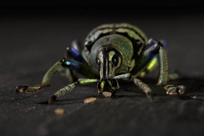 无人,横图,室内,特写,白天,正面,阴影,黑色背景,朦胧,模糊,反射,昆虫,影子,注视,一只,动物,观察,看,趴着,摄影,影棚,观看,察看,关注,象鼻虫,害虫,趴,彩图,全身,影棚拍摄,拍摄