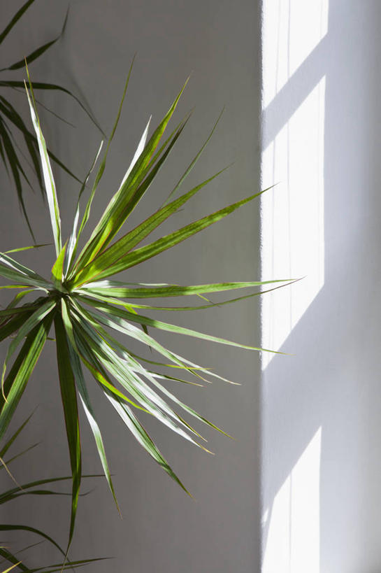 无人,竖图,室内,特写,白天,正面,植物,阴影,反射,盆栽,影子,墙,盆景,墙壁,墙面,树,树木,绿色,白色,自然,生长,成长,盆景树,盆栽树,彩图