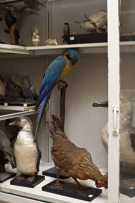 无人,站,竖图,室内,特写,白天,侧面,柜子,海鸟,鸟,信天翁,鹦鹉,阴影,反射,鸟类,标本,影子,注视,动物,床头柜,观察,看,站着,可爱,活泼,观看,察看,储存,关注,观赏鸟,海鸳,储备,蕴藏,贮备,站立,彩图,全身,贮存