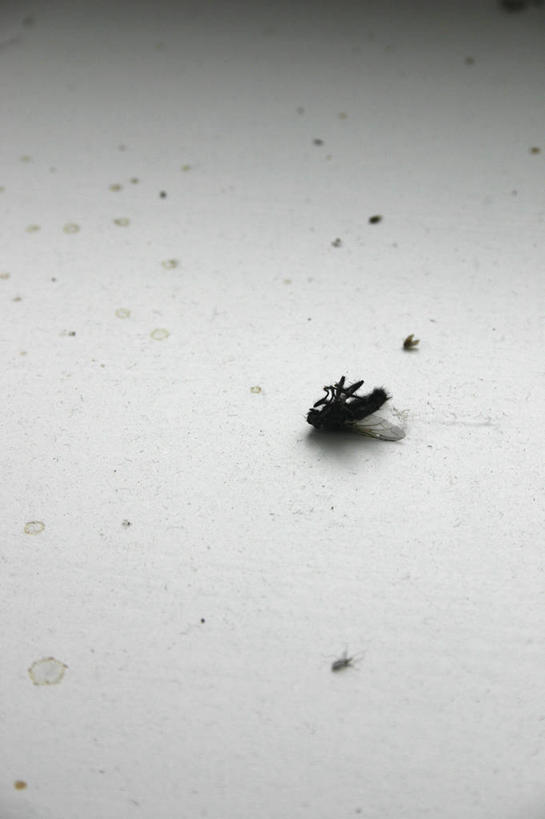 无人,竖图,俯视,室内,特写,白天,苍蝇,阴影,反射,细菌,昆虫,影子,尘埃,一只,动物,摄影,影棚,死亡,灰尘,尘土,病菌,害虫,传染,四害,殒命,灭亡,彩图,高角度拍摄,全身,影棚拍摄,拍摄