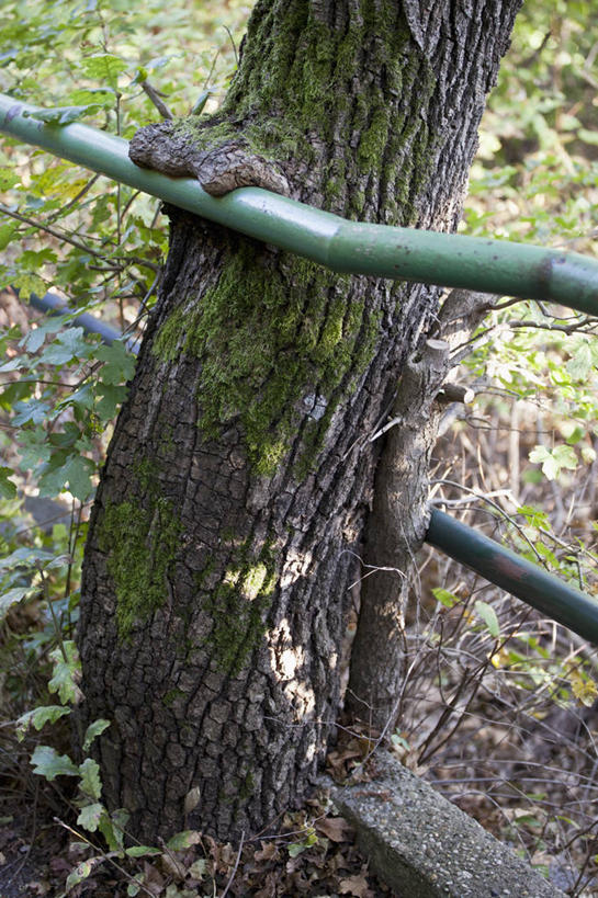 无人,栏杆,竖图,俯视,室外,白天,森林,树林,植物,德国,欧洲,围栏,首都,护栏,柏林,树,树木,绿色,自然,生长,成长,西欧,德意志联邦共和国,柏林州,彩图,高角度拍摄