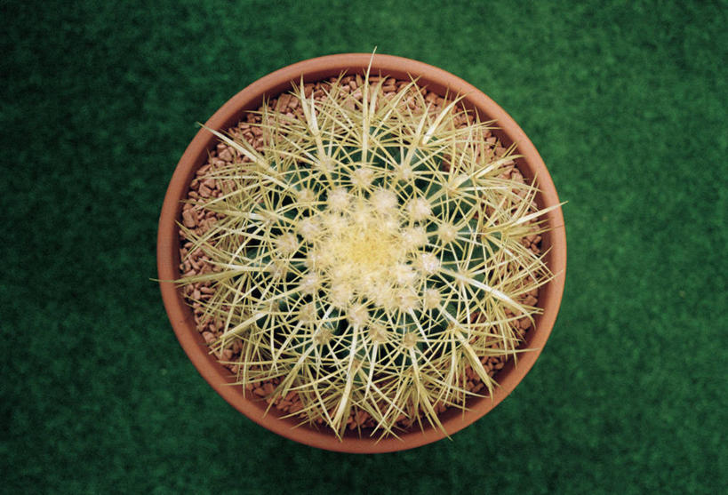 无人,横图,俯视,室外,特写,白天,草地,草坪,美景,植物,仙人球,盆栽,景观,草药,盆景,中药,草,一个,绿色,自然,景色,生长,单个,成长,自然风光,药材,中草药,中药材,本草,草球,长盛球,彩图,高角度拍摄