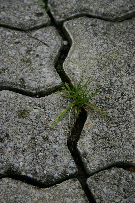 无人,竖图,俯视,室外,特写,白天,草地,草坪,植物,道路,路,公路,破碎,交通,草,绿色,碎裂,破裂,分裂,马路,彩图,高角度拍摄,决裂