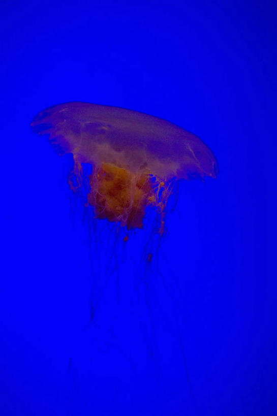 游泳,无人,竖图,室内,白天,正面,水,表演,蓝色背景,透明,液体,水滴,美丽,海洋生物,无脊椎动物,水族馆,一只,红色,蓝色,展示,海底世界,展览,饲养,水生动物,浮游动物,水生物,凶猛,海底动物,收集,理智,沉静,泅水,冷色,高深,冷淡,拍浮,极地海洋世界,水母,彩图,全身