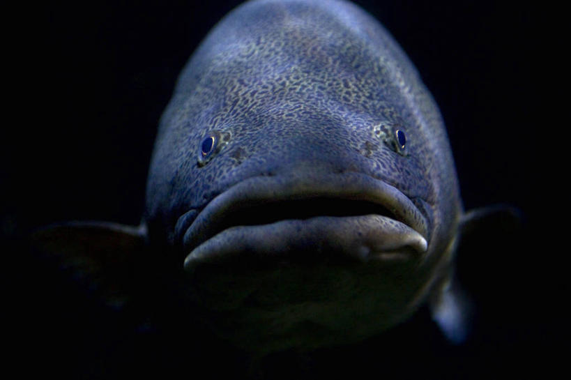 游泳,海鲜,无人,横图,室内,特写,白天,正面,一条,表演,黑色背景,鱼,注视,水产,鱼类,海洋生物,水族馆,观察,看,展示,海底世界,观看,展览,察看,饲养,关注,水生动物,海产品,水生物,海底动物,收集,泅水,拍浮,极地海洋世界,半身,彩图