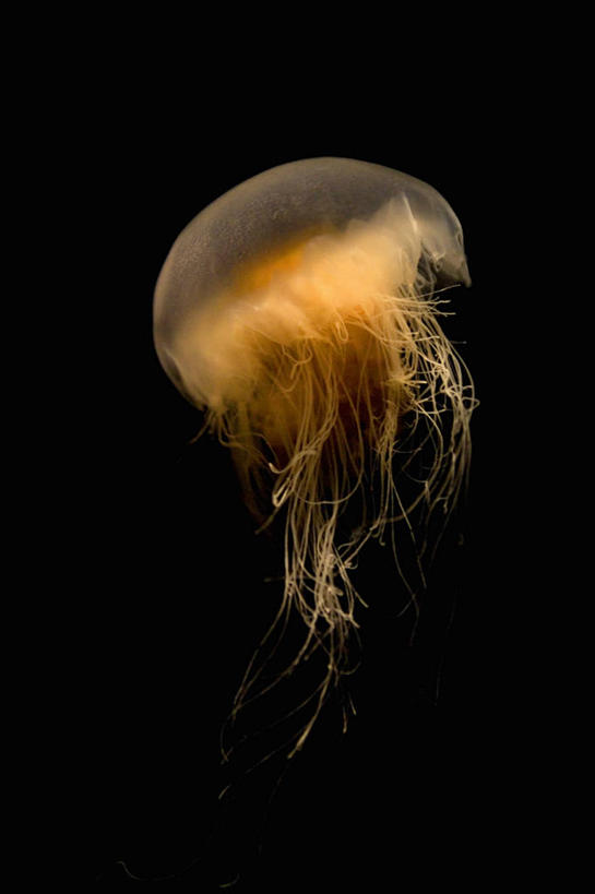 游泳,无人,竖图,室内,白天,正面,表演,黑色背景,美丽,海洋生物,无脊椎动物,水族馆,一只,黄色,展示,海底世界,展览,饲养,水生动物,浮游动物,水生物,凶猛,海底动物,收集,泅水,拍浮,极地海洋世界,水母,彩图,全身