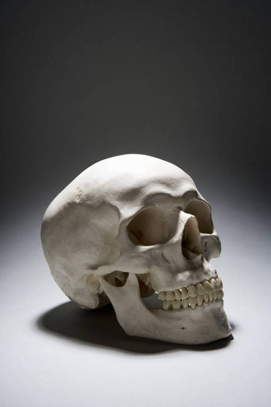 颅骨,无人,竖图,室内,特写,白天,正面,静物,阴影,灰色背景,反射,影子,一个,摄影,影棚,单个,鼻骨,顶骨,额骨,颈椎,颞骨,下颌骨,颧骨,头盖骨,彩图,影棚拍摄,拍摄