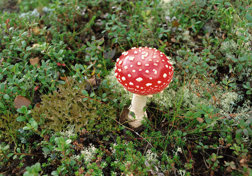 无人,横图,俯视,室内,白天,草地,草坪,植物,阴影,光线,影子,圆点,斑点,菌菇,菌类,草,一个,红色,绿色,单个,有毒,毒蝇伞,毒蝇鹅膏菌,哈蟆菌,捕蝇菌,毒蝇菌,彩图,高角度拍摄