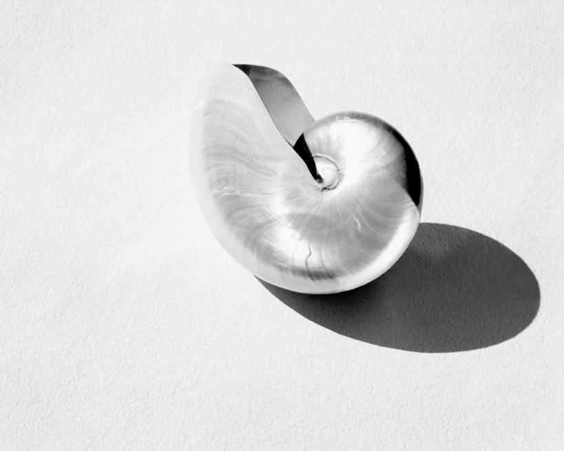 无人,横图,俯视,黑白,室内,特写,白天,白色背景,阴影,光线,影子,海螺,地面,海洋生物,一个,摄影,影棚,单个,软体动物,峨螺,水生动物,水生物,海底动物,高角度拍摄,全身,影棚拍摄,拍摄