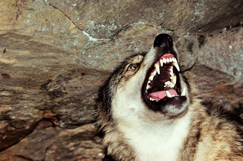 脸,头,脸颊,牙齿,无人,横图,室外,特写,白天,正面,旅游,度假,石头,美景,狼,野生动物,咆哮,阴影,朦胧,模糊,锐利,光线,石子,影子,景观,娱乐,一只,自然,动物,张嘴,享受,休闲,景色,放松,锋利,尖锐,自然风光,尖利,凶猛,张大嘴巴,怒吼,呼啸,犀利,厉害,狂嗥,残暴,凶残,头部,齿,脸部,脸蛋,面部,牙,牙龈,石块,岩石,张开嘴,灰狼,抬头,仰头,半身,彩图,犬科动物